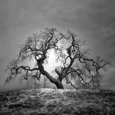 Oak II / Landscapes  Fotografie von Fotograf Nathan Wirth ★17 | STRKNG