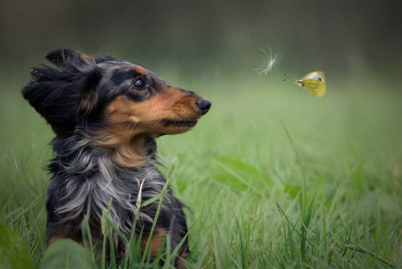 Stürmische Tage - &copy; Nadine Seffern | Animals