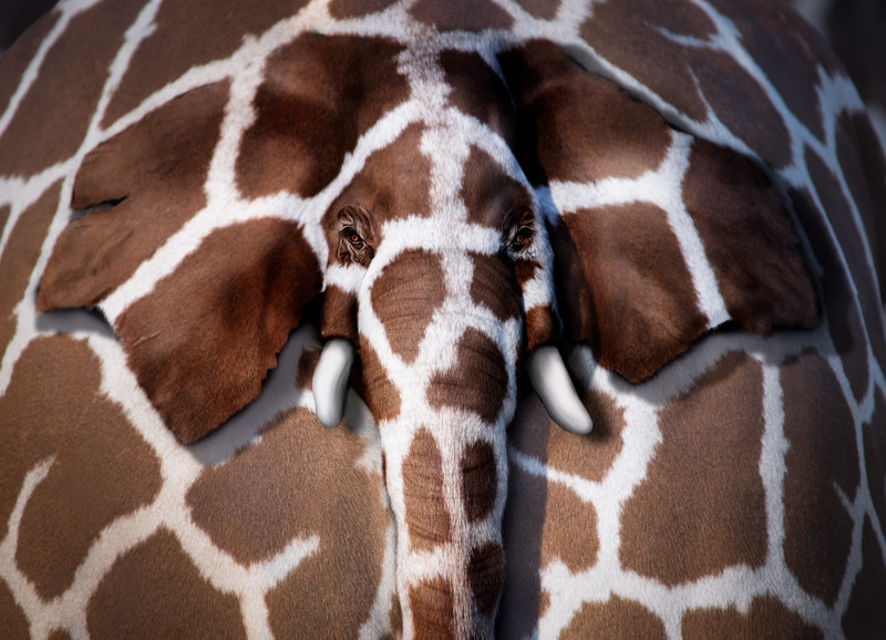 Girafant - &copy; Nadine Seffern | Animals