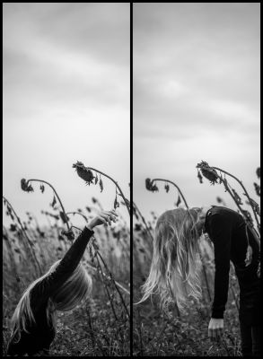 Sunflowers / Schwarz-weiss  Fotografie von Fotografin WeirdView ★3 | STRKNG