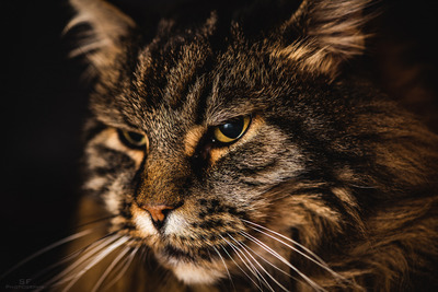 Teddy - 324/365 (fauna) / Tiere  Fotografie von Fotograf Stefan Franziskus (sfPhotogrphr) | STRKNG