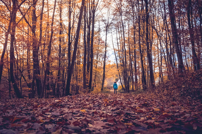 late autumn - 315/365 / Nature  photography by Photographer Stefan Franziskus (sfPhotogrphr) | STRKNG