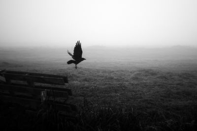 blackbird / Stimmungen  Fotografie von Fotografin Marjolein Parijs ★1 | STRKNG