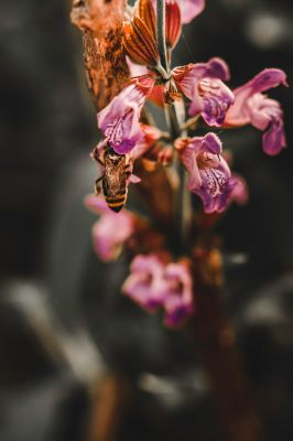 Springtime / Natur  Fotografie von Fotografin Artista Vivente | STRKNG