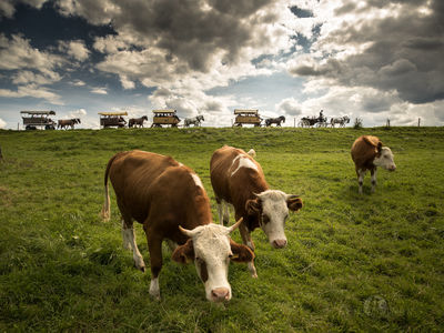 Die Hochzeitskutschenfahrt / Hochzeit  Fotografie von Fotograf Christian Meier ★9 | STRKNG