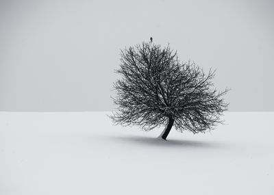 winter / Schwarz-weiss  Fotografie von Fotografin Renate Wasinger ★37 | STRKNG