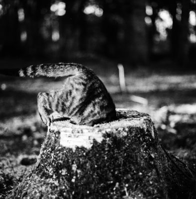 Versteckt / Schwarz-weiss  Fotografie von Fotografin Franziska Korries Fotografie ★30 | STRKNG