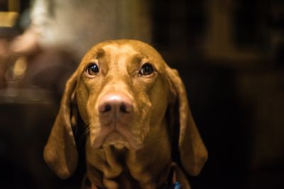 Frieda / Tiere  Fotografie von Fotograf LWR.Photography ★1 | STRKNG