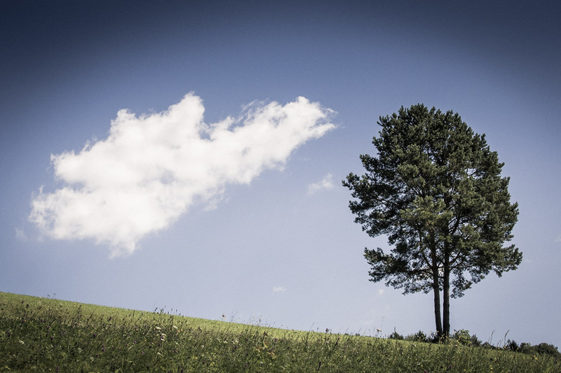 a tree and a cloud - &copy; bildausschnitte.at | Landscapes