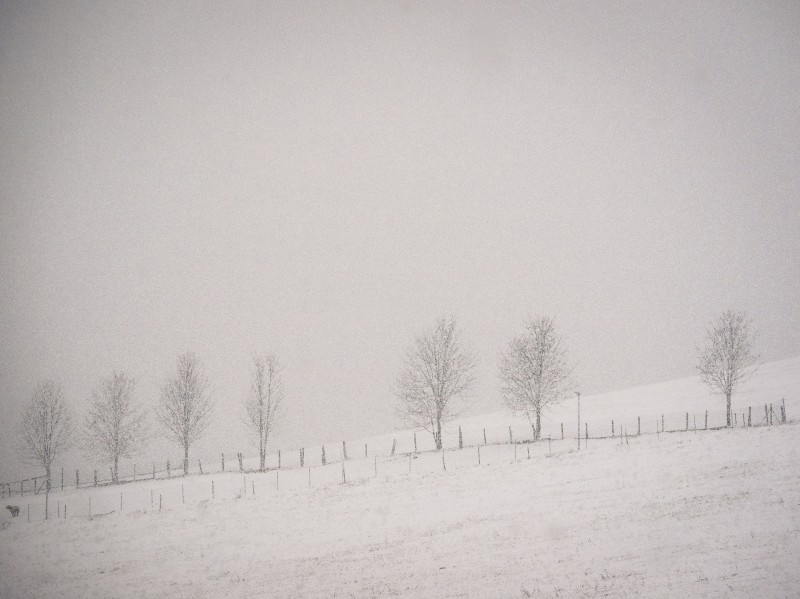one sheep and seven trees in the snow - &copy; bildausschnitte.at | Landscapes