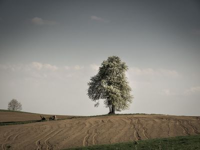 tree in the landscape when spring is awakening / Landscapes  Fotografie von Fotograf bildausschnitte.at ★2 | STRKNG