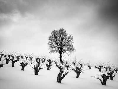 &quot;the guardian&quot; for the apple trees / Landscapes  Fotografie von Fotograf bildausschnitte.at ★2 | STRKNG