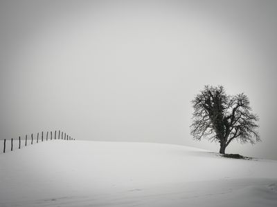 a tree and a fence / Landscapes  Fotografie von Fotograf bildausschnitte.at ★2 | STRKNG