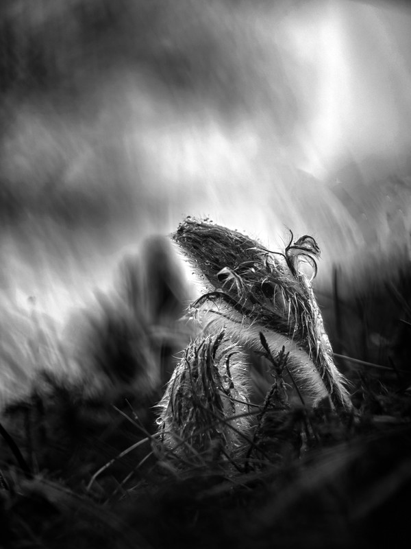 Pulsatilla vulgaris - &copy; Detlef Reich | Nature