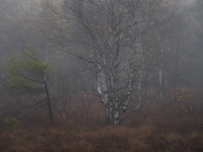 Swamp - &copy; Felix Wesch | Landscapes