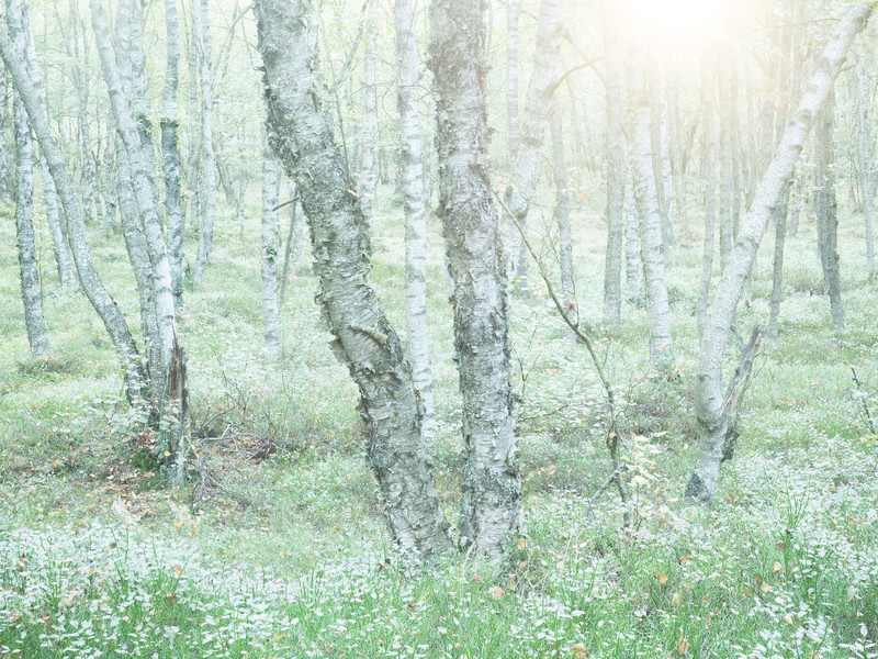 Birches - &copy; Felix Wesch | Landscapes