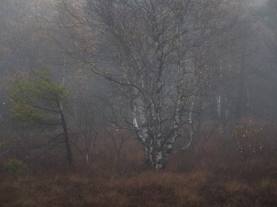 Swamp / Landscapes  Fotografie von Fotograf Felix Wesch ★7 | STRKNG