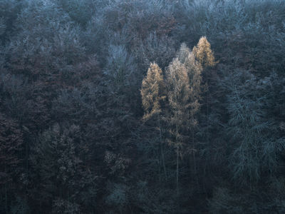 Larches / Landscapes  Fotografie von Fotograf Felix Wesch ★7 | STRKNG