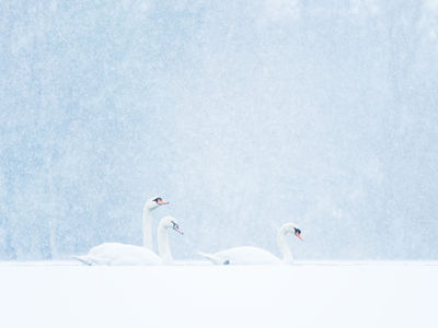 Mute swans and falling snow / Natur  Fotografie von Fotograf Felix Wesch ★7 | STRKNG