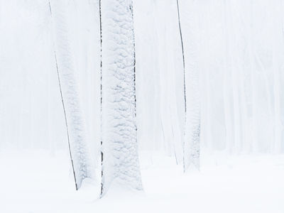 Trees in winter / Landscapes  Fotografie von Fotograf Felix Wesch ★7 | STRKNG