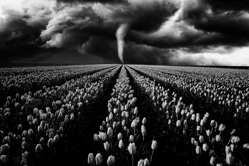 Tulip - &copy; Oliver Henze | Photomanipulation