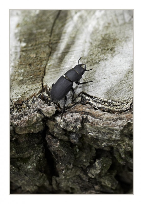 the black knight - &copy; thrifters | Nature