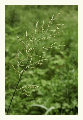 Rispe / Natur  Fotografie von Fotograf thrifters | STRKNG