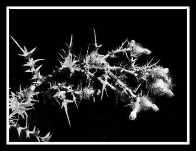 sunny thistle / Black and White  photography by Photographer thrifters | STRKNG