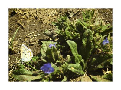 Polyommatus icarus / Nature  photography by Photographer thrifters | STRKNG