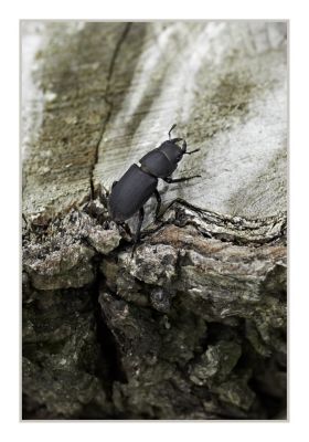 the black knight / Natur  Fotografie von Fotograf thrifters | STRKNG