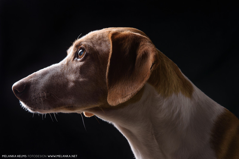 Portrait of a gently looking dog - &copy; Melanka | Tiere