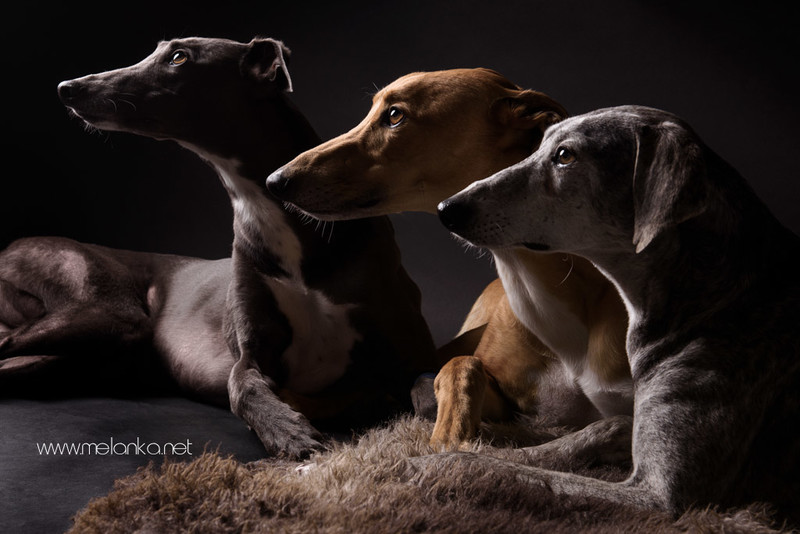 Portrait of two Greyhounds and a Sloughi - &copy; Melanka | Tiere