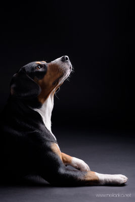 Entlebuchler Sennenhund / Tiere  Fotografie von Fotografin Melanka | STRKNG