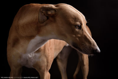 calm and peaceful / Tiere  Fotografie von Fotografin Melanka | STRKNG