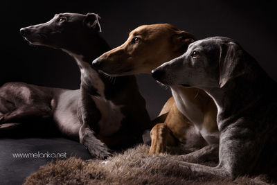 Portrait of two Greyhounds and a Sloughi / Tiere  Fotografie von Fotografin Melanka | STRKNG