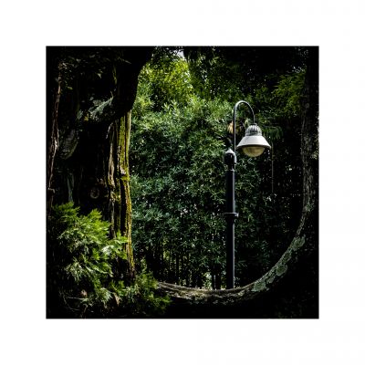 Jungle-Light / Natur  Fotografie von Fotograf JMSeibold | STRKNG