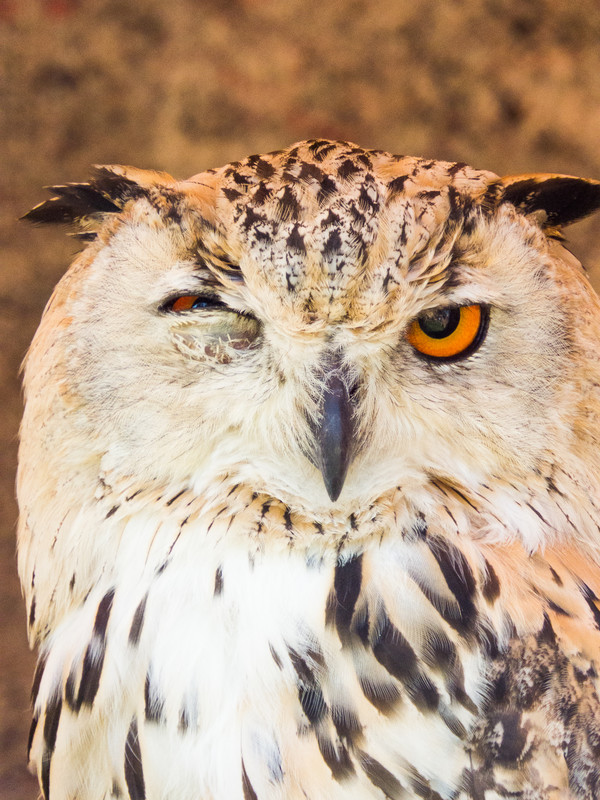 Blinkin at you. - &copy; Wolfskult | Wildlife