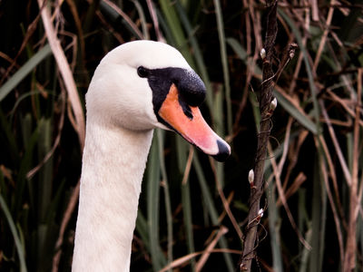 Vigilant. / Animals  photography by Photographer Wolfskult | STRKNG