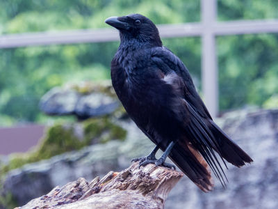 Keep watch and ward. / Wildlife  photography by Photographer Wolfskult | STRKNG