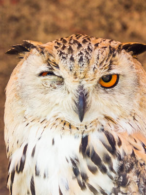 Blinkin at you. / Wildlife  photography by Photographer Wolfskult | STRKNG