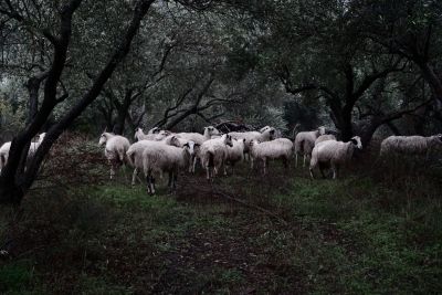 who‘s that? / Animals  photography by Photographer Matthias Fellhauer | STRKNG