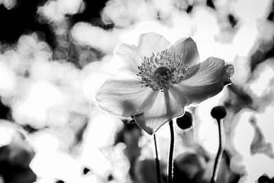 shiny blossom / Natur  Fotografie von Fotograf Matthias Fellhauer | STRKNG