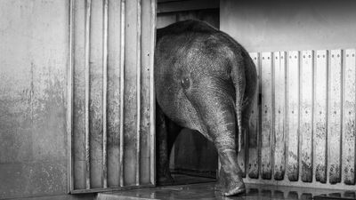 emergency exit / Animals  photography by Photographer Matthias Fellhauer | STRKNG
