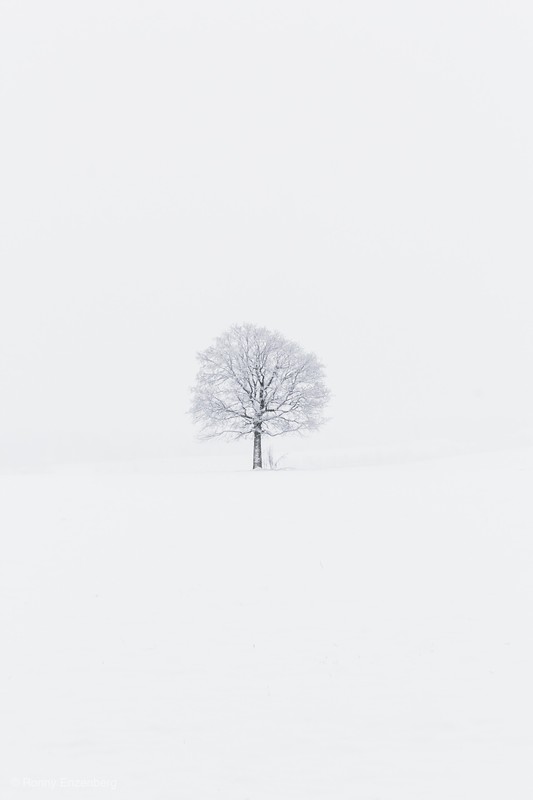 solitary tree - &copy; Ronny Enzenberg | Schwarz-weiss