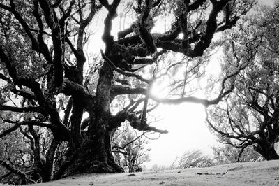 A Thousand Years On Earth / Natur  Fotografie von Fotograf Askson Vargard | STRKNG