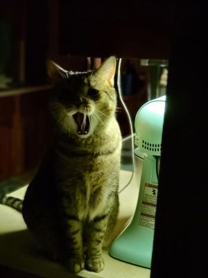 green noir / Tiere  Fotografie von Fotografin Andaelentari | STRKNG