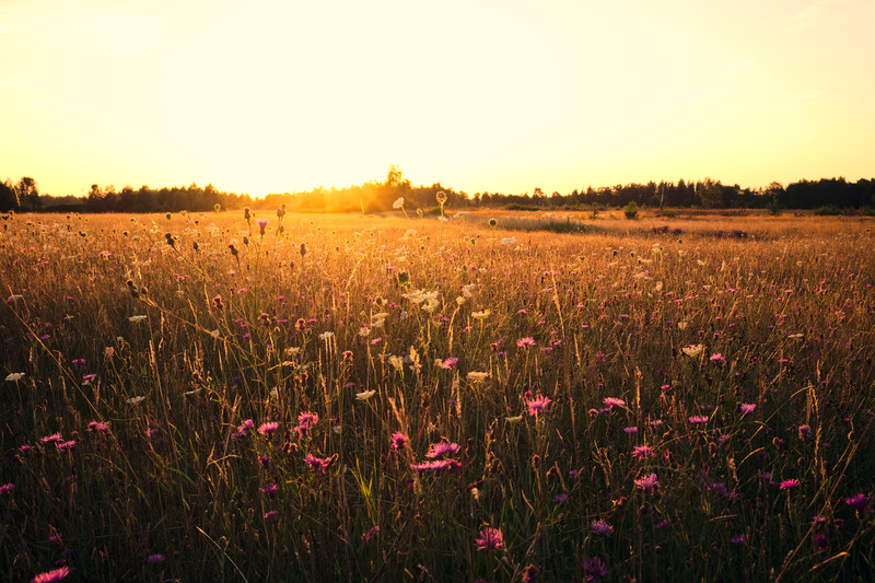 Drowning in a sea of flowers - &copy; Jens Steidtner | Nature