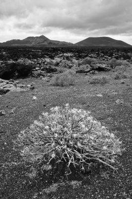 Lanzarote / Natur  Fotografie von Fotograf Jens Steidtner ★1 | STRKNG