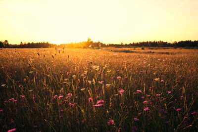 Drowning in a sea of flowers / Natur  Fotografie von Fotograf Jens Steidtner ★1 | STRKNG