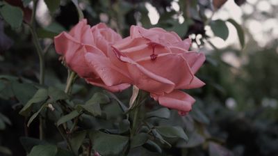 roses are red / Nature  photography by Photographer 6uy | STRKNG